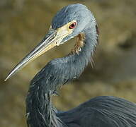 Tricolored Heron