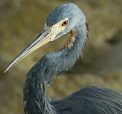 Aigrette tricolore