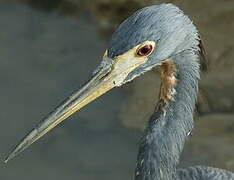 Tricolored Heron