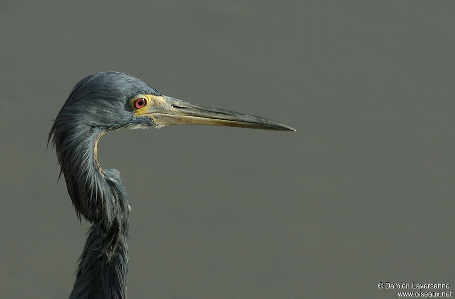 Tricolored Heron