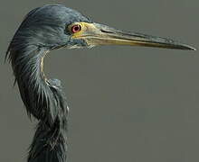 Aigrette tricolore