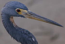 Aigrette tricolore