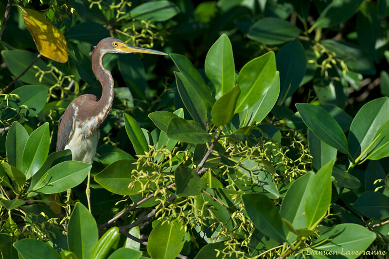 Aigrette tricolore