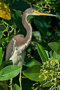 Aigrette tricolore