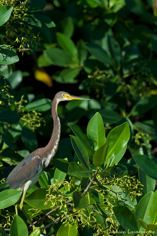 Aigrette tricolore