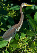 Aigrette tricolore