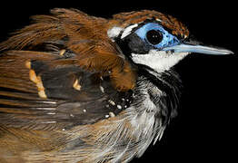 Ferruginous-backed Antbird