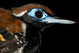 Ferruginous-backed Antbird