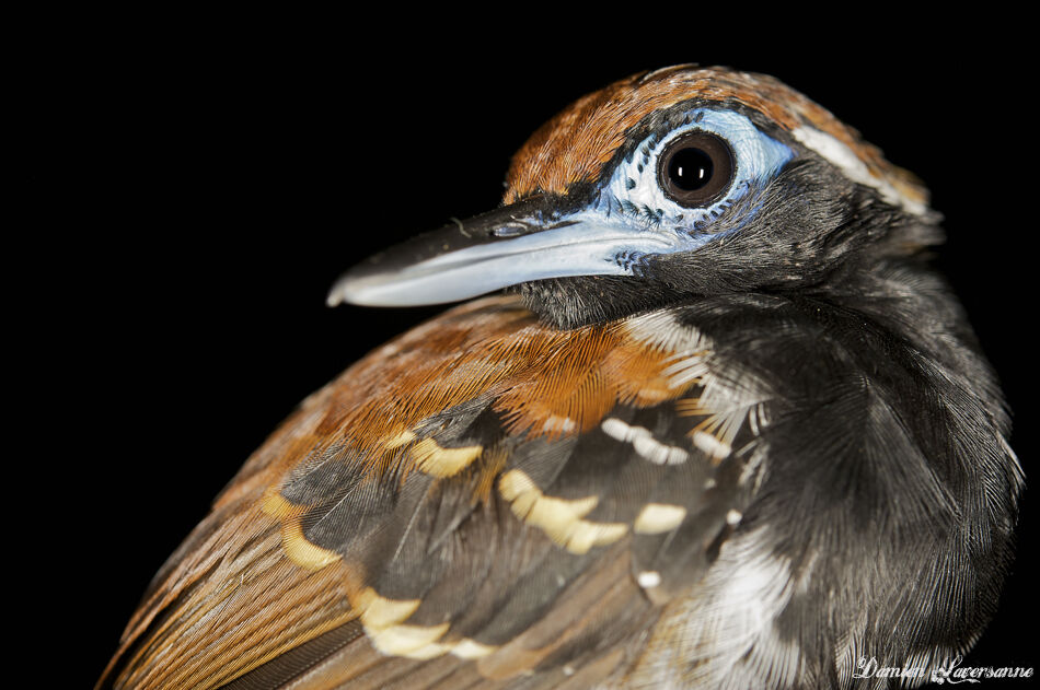 Ferruginous-backed Antbird