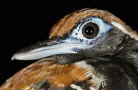 Ferruginous-backed Antbird