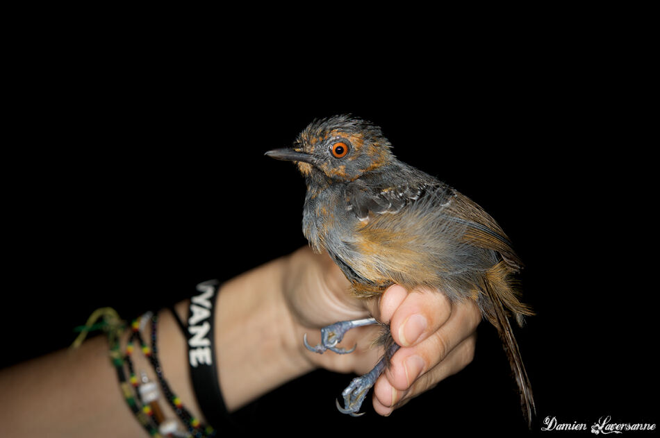 Black-headed Antbird male adult