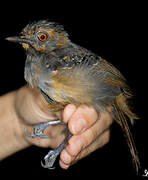 Black-headed Antbird