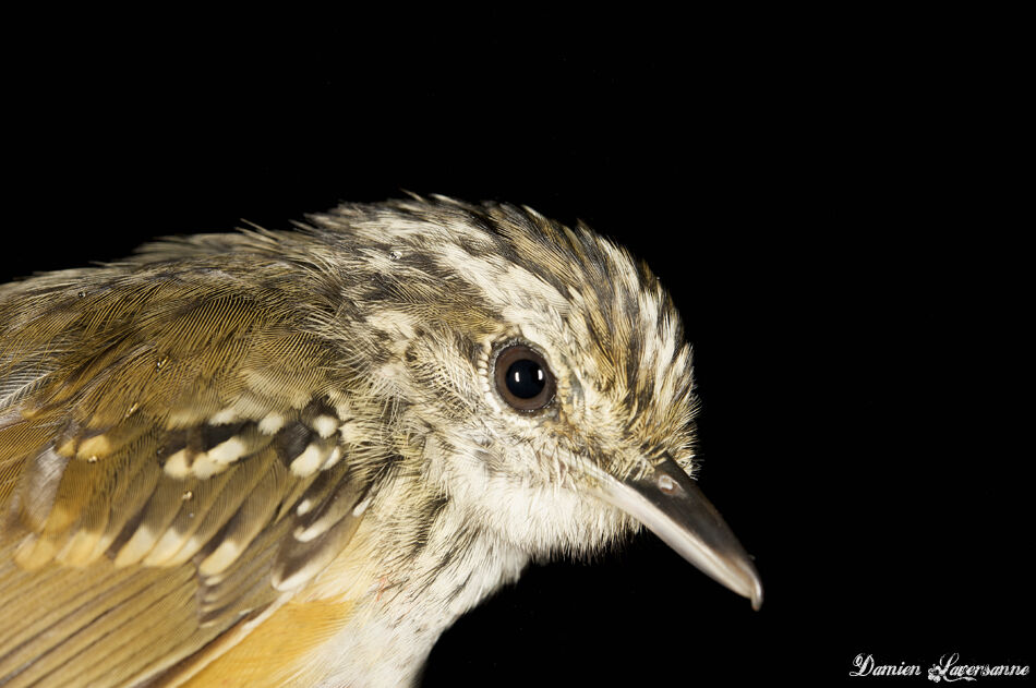 Guianan Warbling Antbird