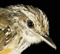 Guianan Warbling Antbird