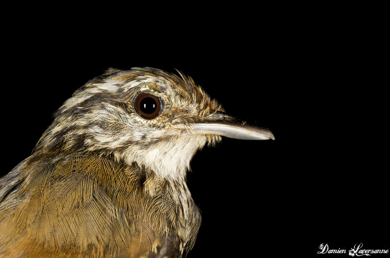 Guianan Warbling Antbird