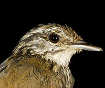 Guianan Warbling Antbird