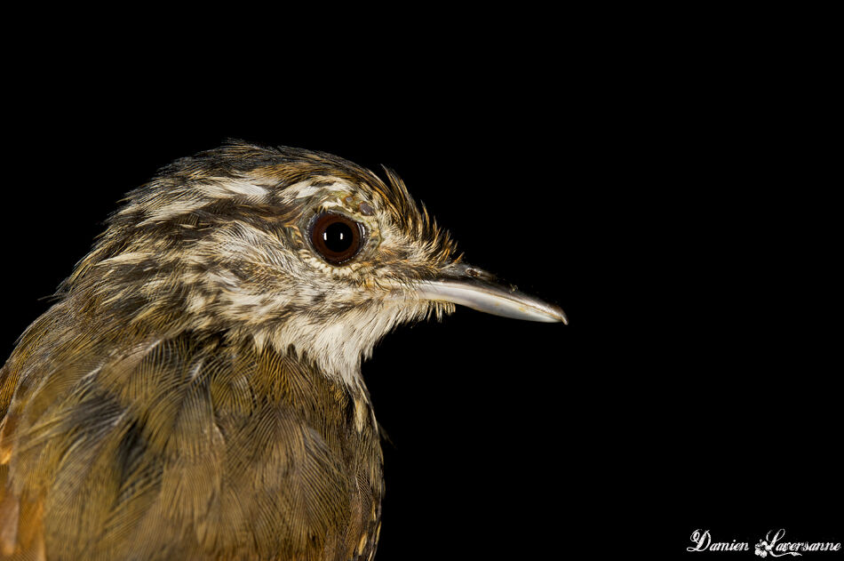 Guianan Warbling Antbird