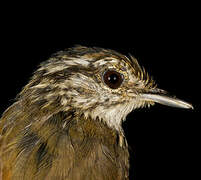 Guianan Warbling Antbird