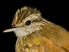 Guianan Warbling Antbird