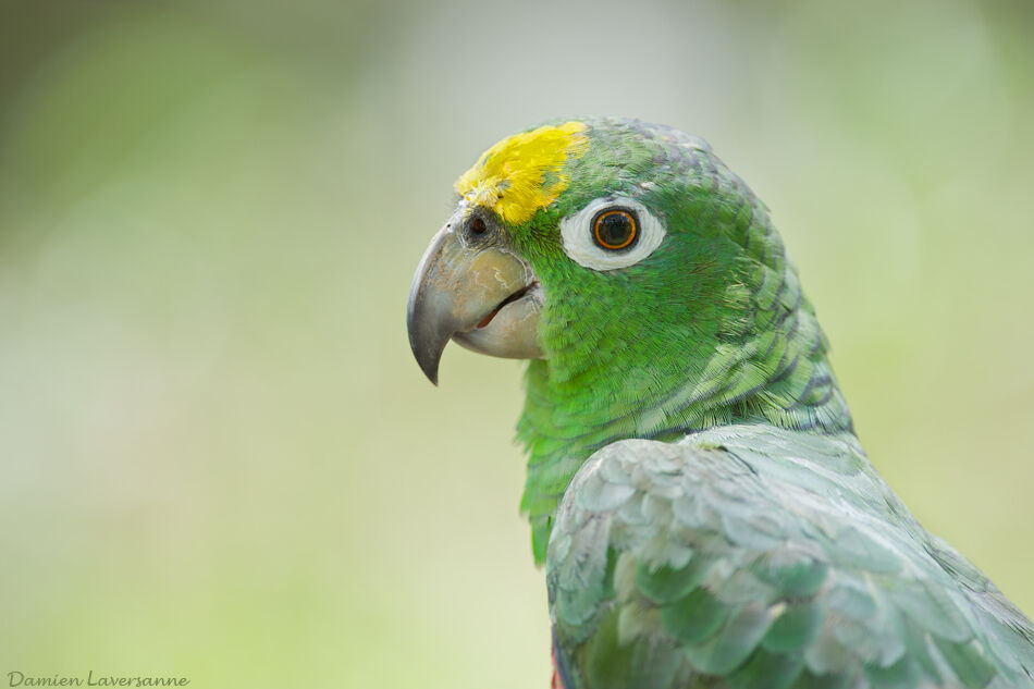 Amazone à front jaune, identification