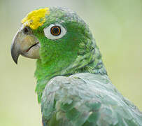 Yellow-crowned Amazon