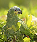 Orange-winged Amazon