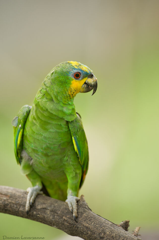 Amazone aourou, identification