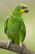 Orange-winged Amazon