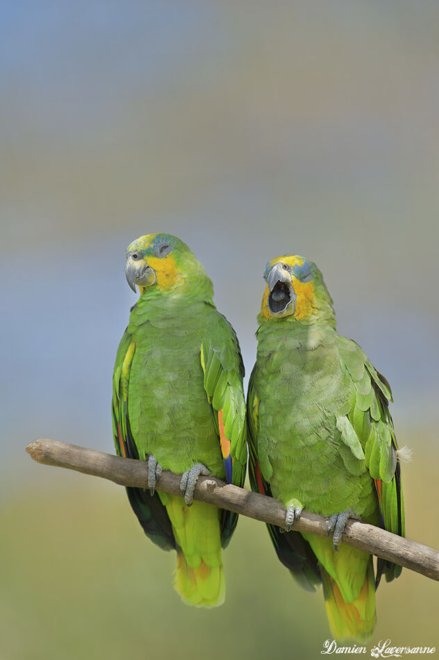 Orange-winged Amazon