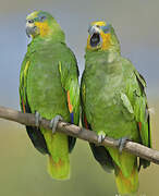 Orange-winged Amazon