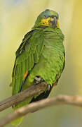 Orange-winged Amazon