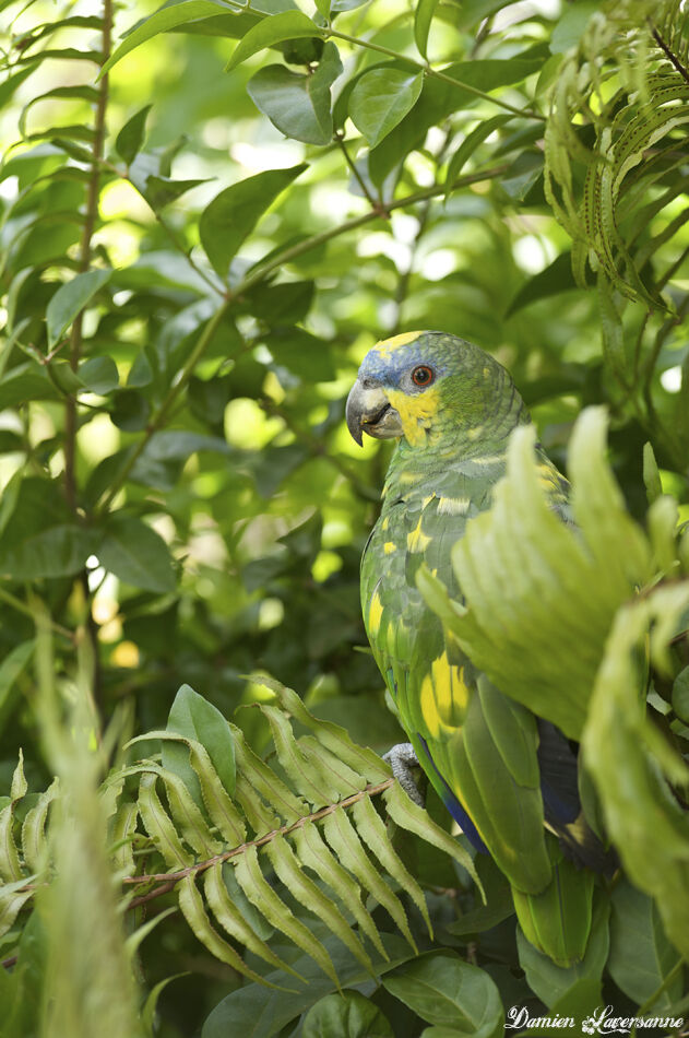 Orange-winged Amazon