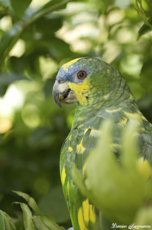 Orange-winged Amazon