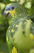 Orange-winged Amazon