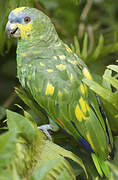 Orange-winged Amazon