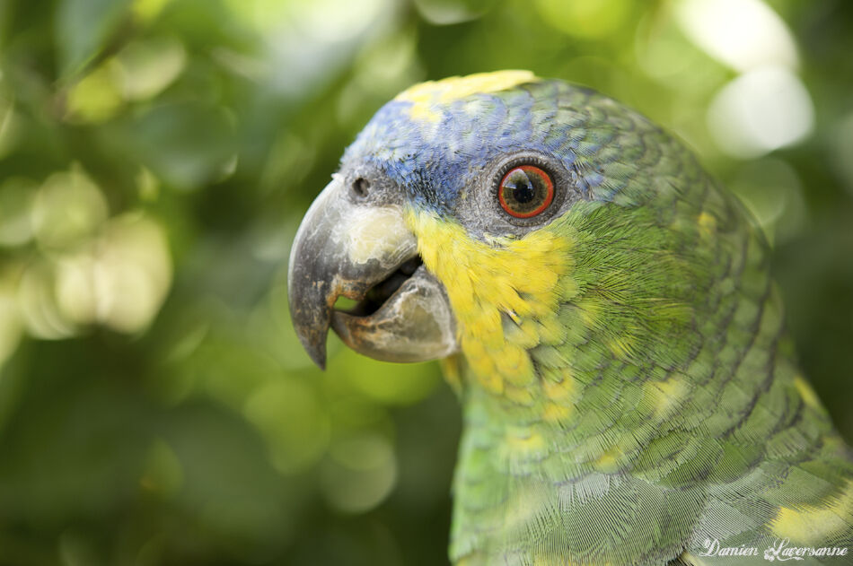 Orange-winged Amazon