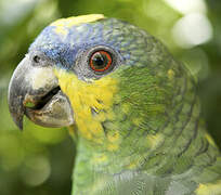 Orange-winged Amazon