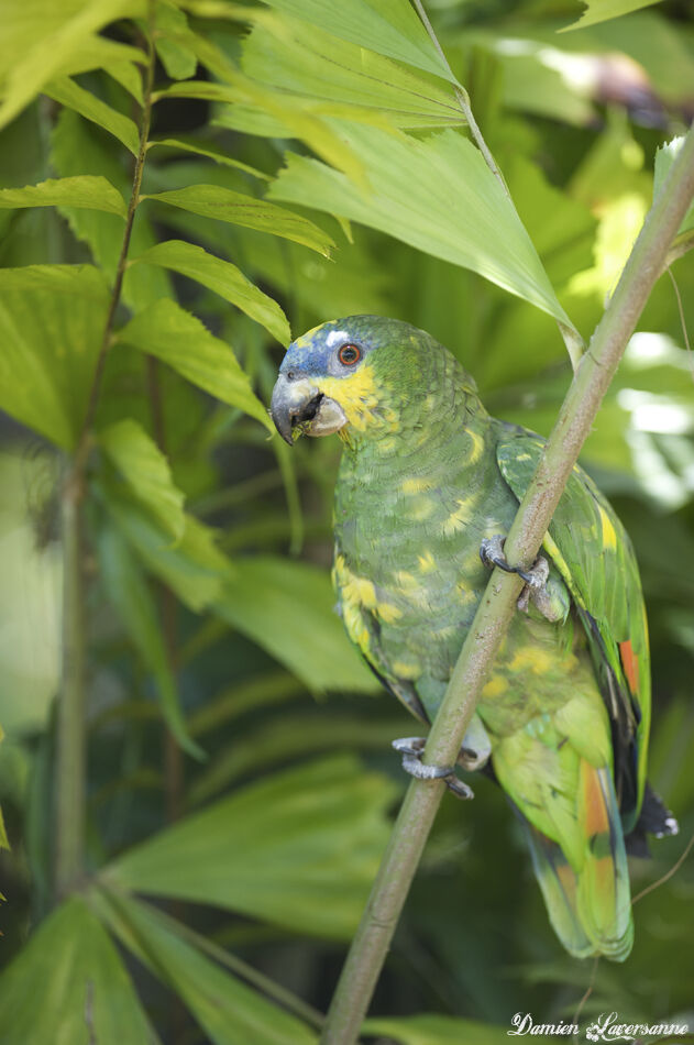 Orange-winged Amazon