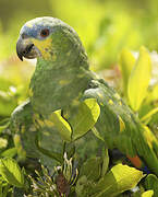 Orange-winged Amazon