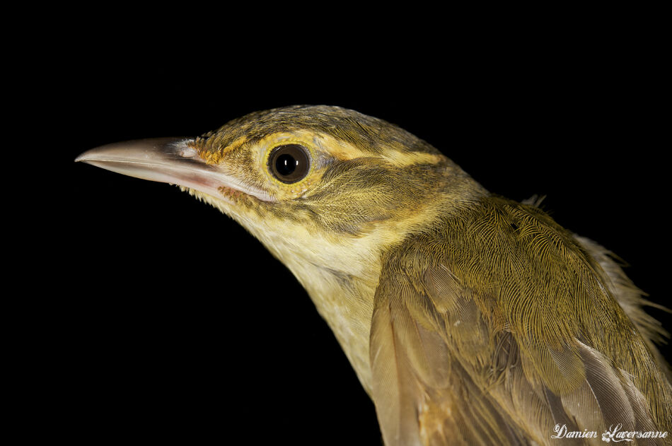 Rufous-rumped Foliage-gleaner