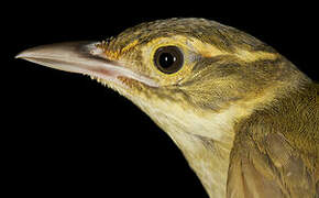 Rufous-rumped Foliage-gleaner