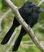 Smooth-billed Ani