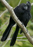 Smooth-billed Ani