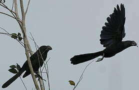 Smooth-billed Ani