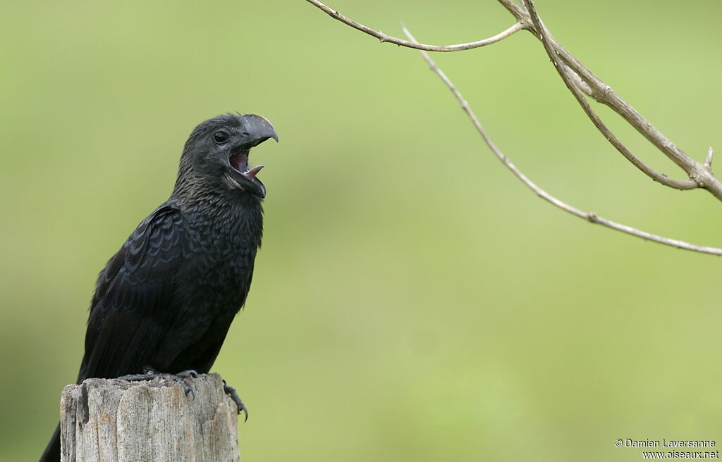 Smooth-billed Ani