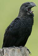 Smooth-billed Ani