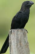 Smooth-billed Ani