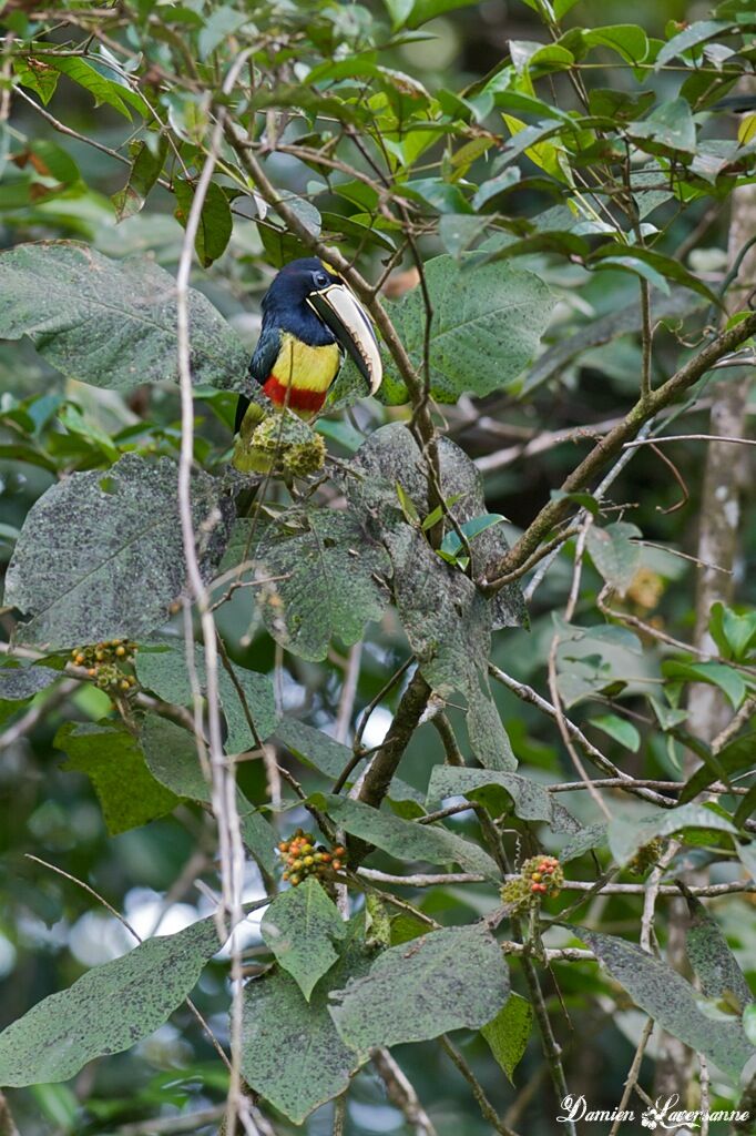 Black-necked Aracari