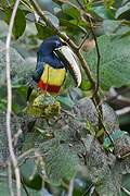 Black-necked Aracari