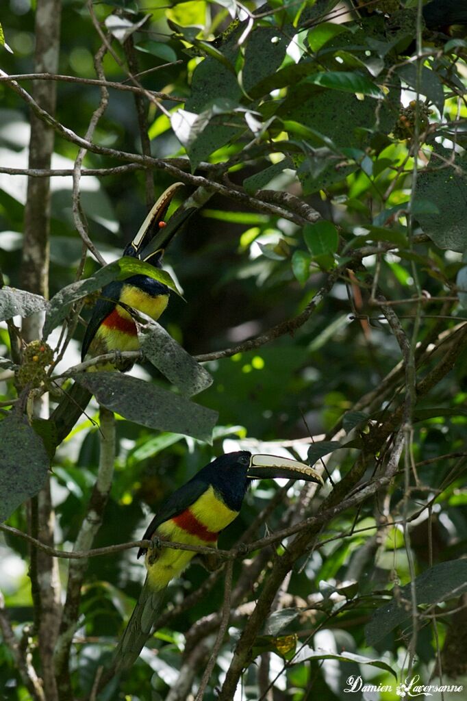 Black-necked Aracari